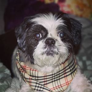 Meet your Posher, Sandra